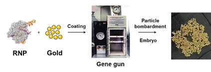 Particle bombardment를 이용한 RNP 도입 모식도