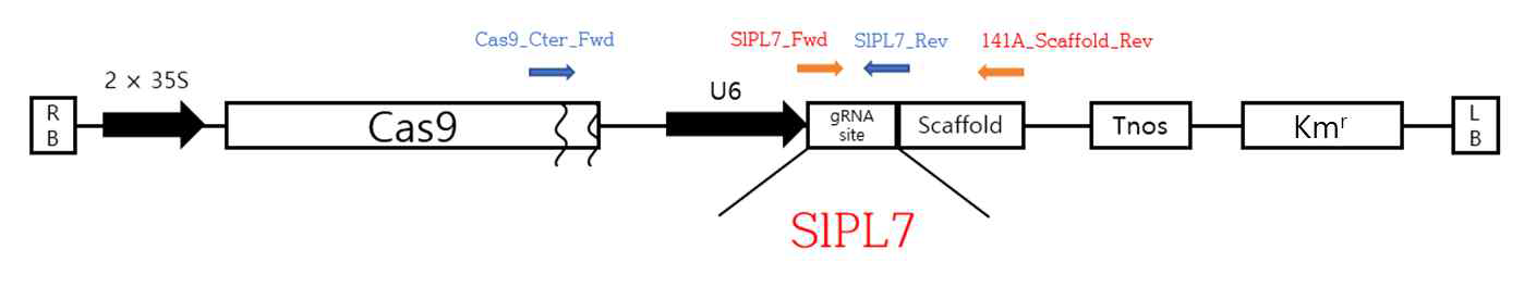 pGWB-U6-gDNA_PL2 형질전환에 사용된 벡터 construct