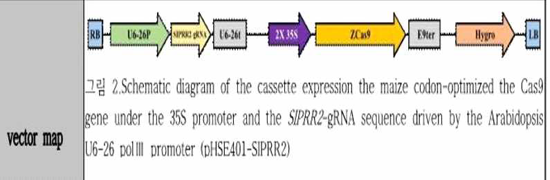pHSE401-PRR2 형질전환에 사용된 벡터 construct
