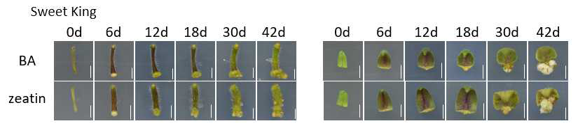 Sweet king의 재분화 양상 (왼쪽 - hypocotyl, 오른쪽 – cotyledon)
