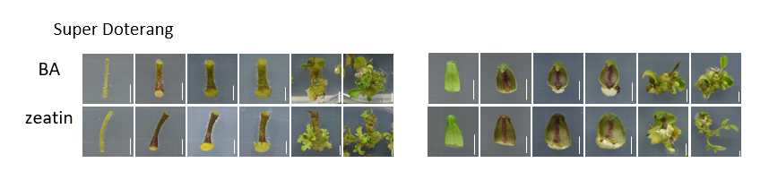 Super Doterang의 재분화 양상 (왼쪽 - hypocotyl, 오른쪽 – cotyledon)