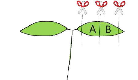 토마토 형질전환 실험에 사용된 cotyledon의 부위 (A, B)