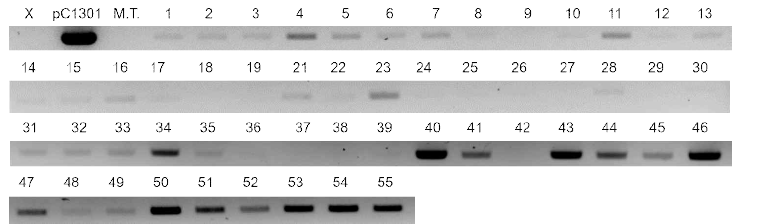 Cas9 유전자가 도입된 형질전환체의 HPT PCR 분석 pC1301, HPT 유전자 positive control; M.T., Micro-Tom