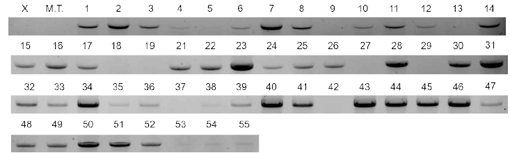 Cas9 유전자가 도입된 형질전환체의 Cas 9 PCR 분석
