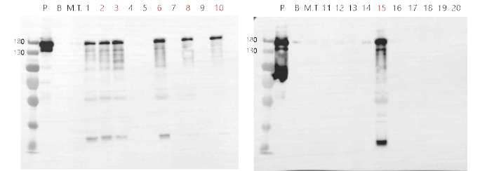 Cas9 유전자가 도입된 형질전환체의 Cas 9 western blot 분석 P, recombinant Cas9 protein; B, blank; M.T., Micro-Tom