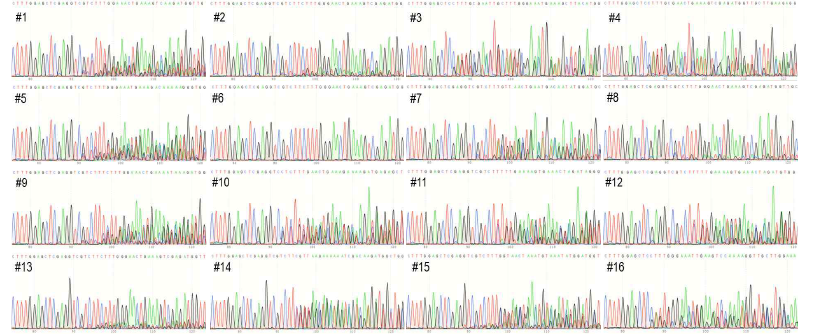 PDS 교정 식물체의 sanger sequencing chromatogram 분석 결과