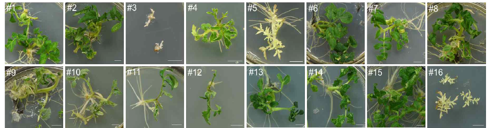 기내 배양 중인 PDS 교정 식물체