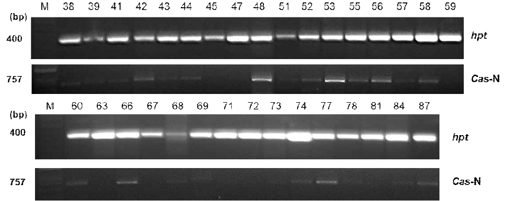 SlSR4 형질전환 식물체 PCR 분석 결과