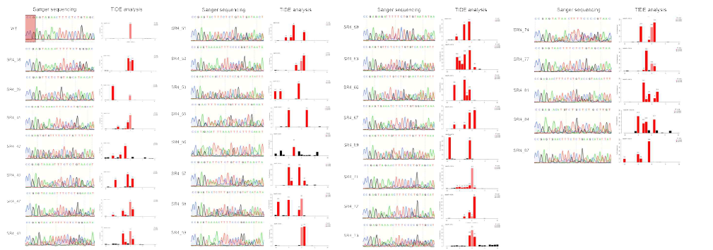 SlSR4 교정 식물체의 PCR-Sanger sequencing chromatogram 및 TIDE 분석 결과