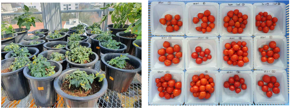 후대검정을 위해 종자 생산을 위한 pot 재배 (SR4 교정 식물체)