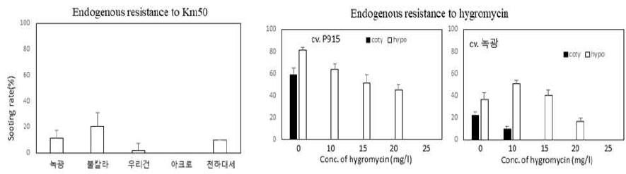 고추의 항생제 (kanamycin, hygromycin) 내저항성 비교