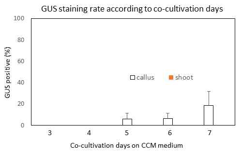공동배양 (Co-cultivation)기간에 따른 형질전환 효율 비교