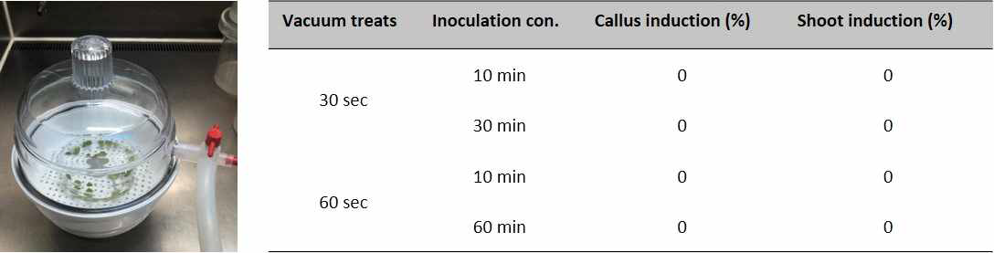 Vacuum infiltration이 절편체로 Agrobacterium 도입에 미치는 영향