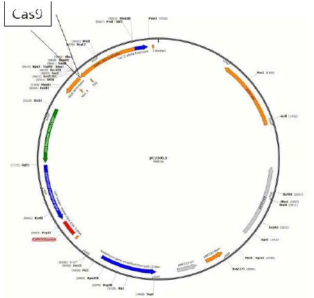 pC23001Cas 벡터 모식도