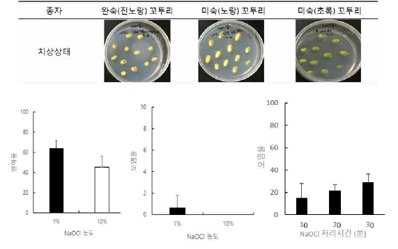 콩 종자의 성숙도에 따른 소독 (위) 및 NaOCl 농도 및 처리시간 (아래)