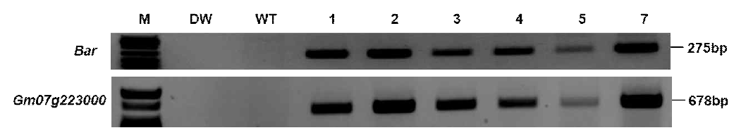Gm07g223000 형질전환 식물체 PCR 결과