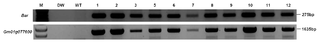 Gm01g077600 형질전환 식물체 PCR 결과