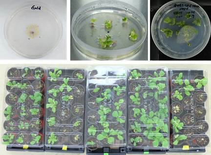 Particle bombardment를 통해 RNP를 도입한 배추 embryo의 분화 과정