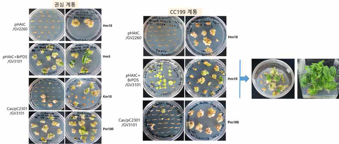 Agrobacterium을 이용한 권심, CC199 형질전환