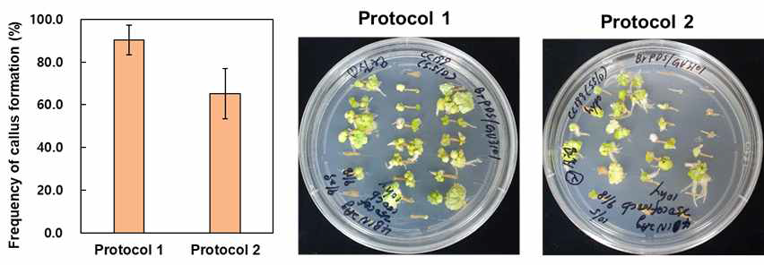 공동배양 방법을 달리한 캘러스 선발 효과