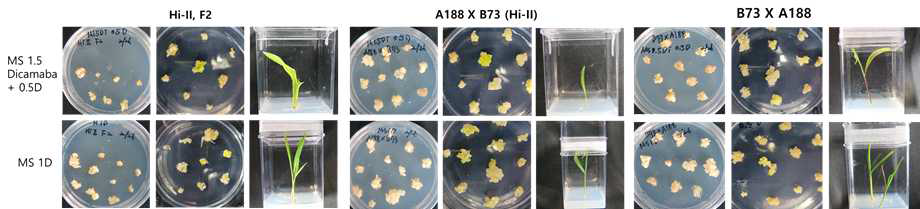 옥수수(Hi-II F2, Hi-II, B73xA188 계통)의 체세포배발생(1차년도)