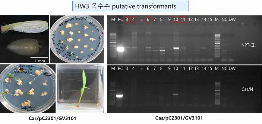 HW3 계통의 옥수수 형질전환체 PCR 분석