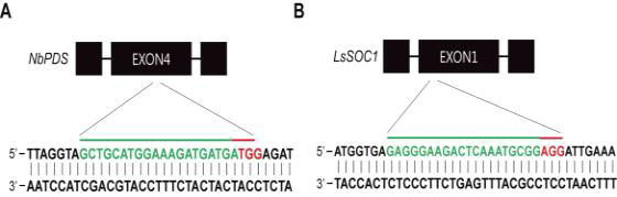 상추 SOC1 유전자와 담배 PDS 유전자 gRNA 모식도