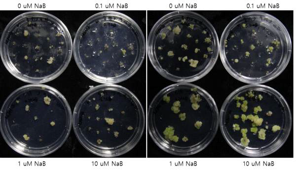 NaB 처리에 의한 캘러스 촉진 효과