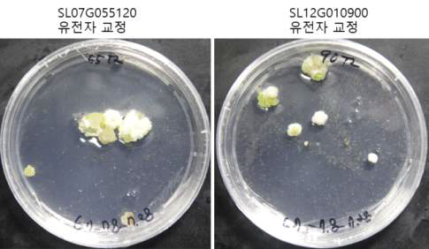 토마토 ORE9 유전자 교정 후 캘러스 형성