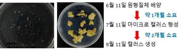 배추 원형질체에서 캘러스 분화 소요 시간