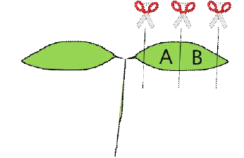 토마토 형질전환 실험에 사용된 cotyledon의 부위 (A, B)