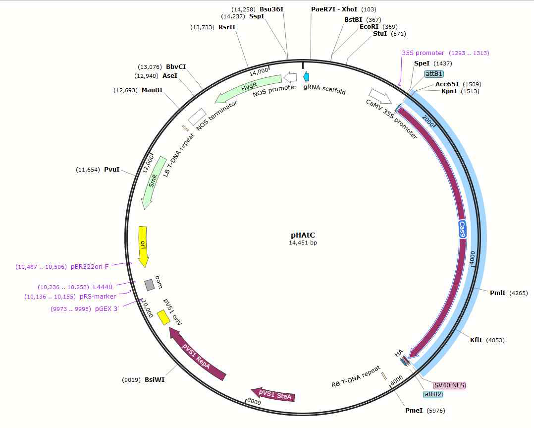 pHAtC 벡터 모식도