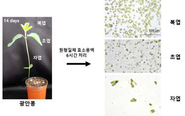 광안콩 잎 부위별 원형질체 분리