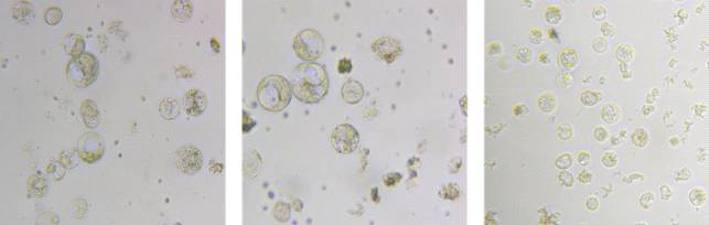 옥수수(A188XB73) embryogenic callus로부터 분리한 원형질체