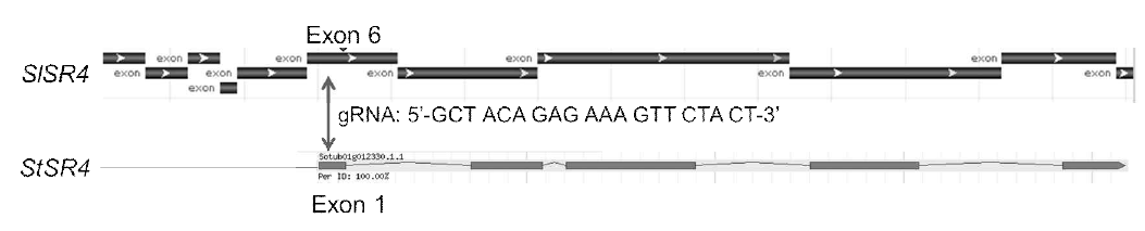 SlSR4 교정을 위한 gRNA 서열 분석