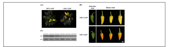 VIGS를 통해 ZEP 발현을 억제한 MY 식물체 및 과실 사진 및 ZEP 발현량 비교