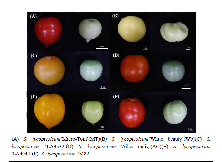 토마토 자원의 미숙과 및 성숙과 사진
