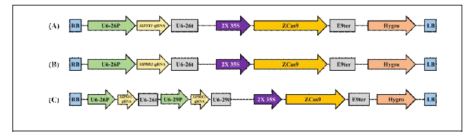 CRISPR/Cas9 시스템 도입을 위한 벡터 construct