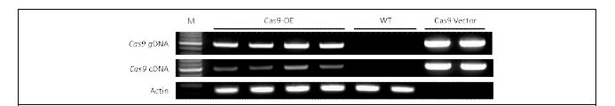 담배 Cas9 형질전환 및 RT-PCR을 통한 Cas9의 발현 확인