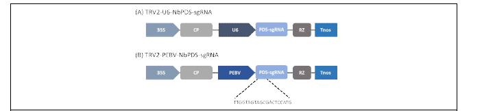 담배 PDS 유전자를 타겟팅하는 U6와 PEBV promoter를 가진 TRV constructs