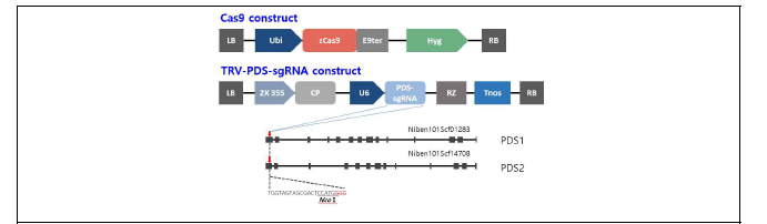 Cas9 형질전환을 위한 vector construct와 담배 PDS target 부위를 포함하는 TRV construct