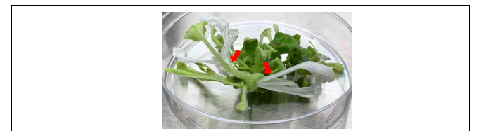 U6 promoter를 가진 TRV-PDS-sgRNA를 접종 후 재분화된 Photobleached 표현형의 신초