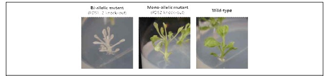 TRV-PDS-sgRNA delivery 후 재분화한 신초에서의 PDS mutant들의 표현형