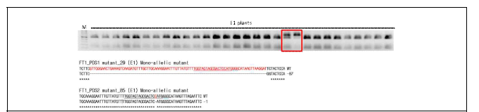 PCR-RE 방법으로 확인한 E1 세대에서의 mutant와 mutation 시퀀스 양상