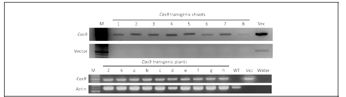 Microtom에서의 Cas9 형질전환 확인 및 RT-PCR을 통한 발현 확인