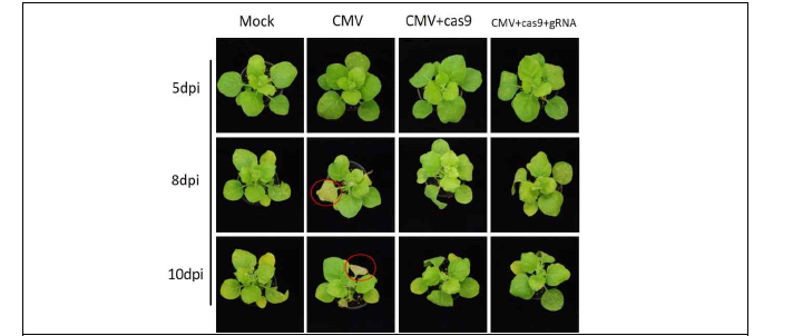 담배 식물에서 CMV 기반의 gRNA와 Cas9의 발현 여부 확인