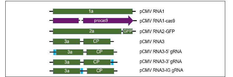 CMV RNA 감염 클론 플라스미드를 이용한 PDS gRNA 발현용 벡터