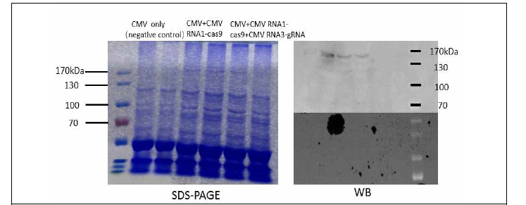 Western blot을 이용한 pCMV RNA1-Cas9의 발현 여부 확인