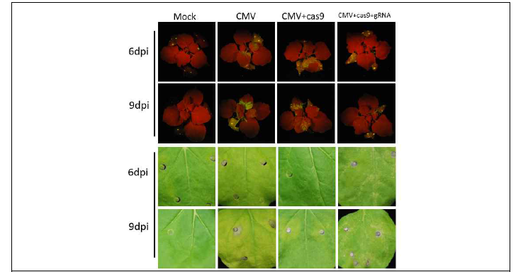 CMV RNA 감염 클론 플라스미드를 이용한 PDS gRNA 발현용 벡터 작동 여부확인