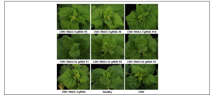 wild type 담배 식물을 이용한 gRNA 포함된 CMV 감염 클론의 병원성 확인